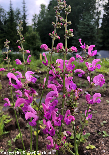 Salvia pratensis 'Sweet Esmeralda', niittysalvia